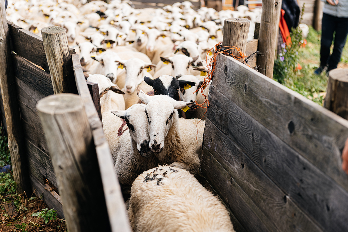 Sheep running through wooden corridor that funnels them so farmers can count them